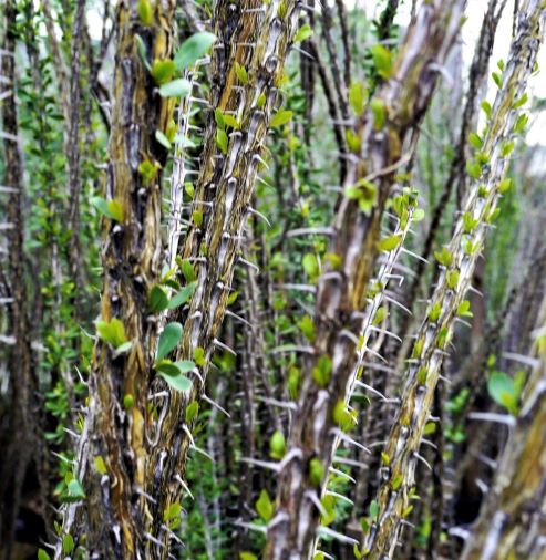 Fouquieria splendens | The Cactus King